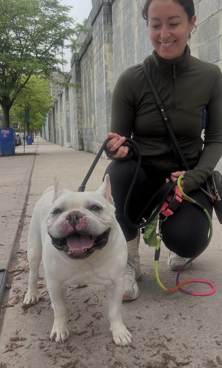 Enlarge Papi, a Adopted French Bulldog in Palisades Park, NJ image 3/4