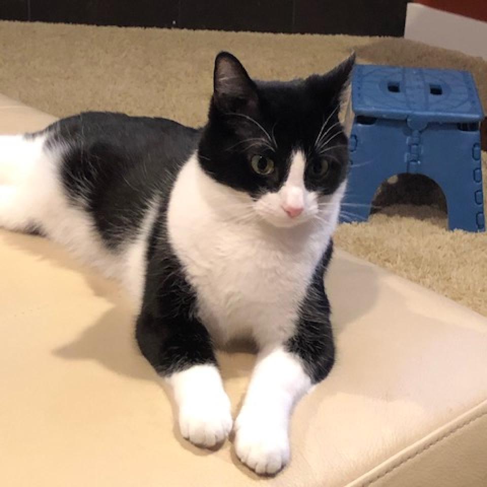 Oreo, Adoptable, Adult Female Domestic Short Hair.