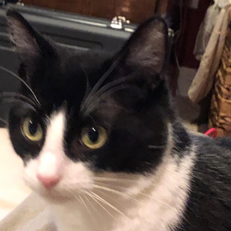 Enlarge Oreo, a Adoptable Domestic Short Hair in Inver Grove Heights, MN image 2/6