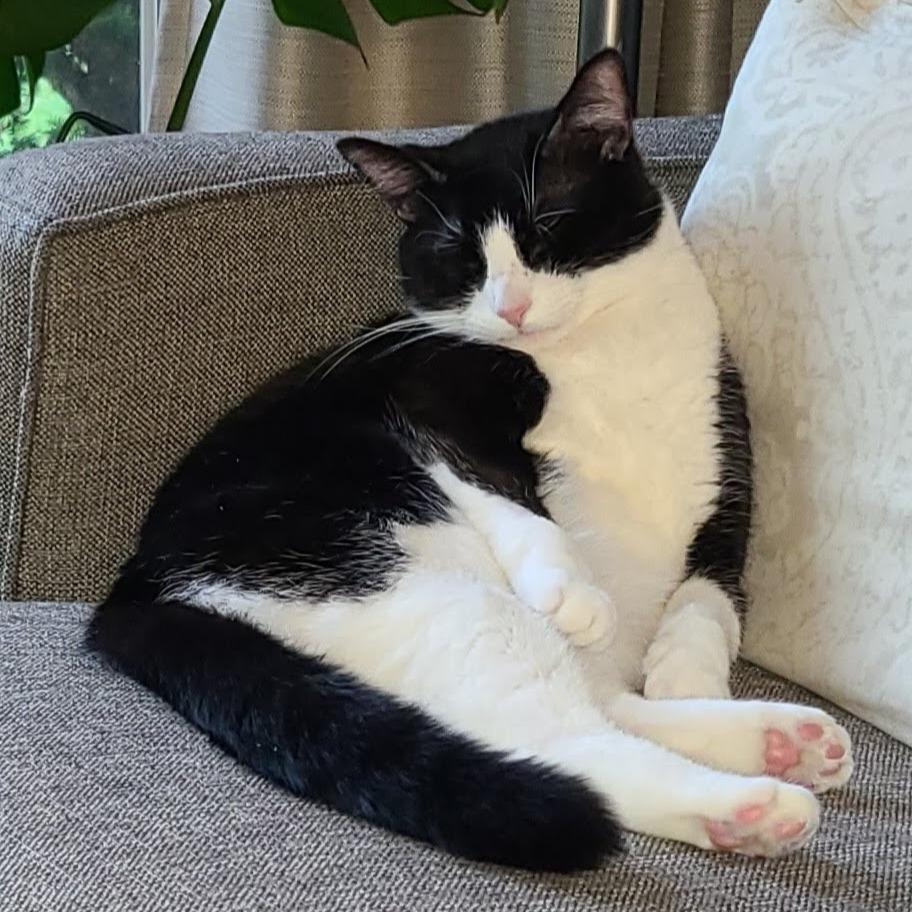 Enlarge Oreo, a Adoptable Domestic Short Hair in Inver Grove Heights, MN image 3/6