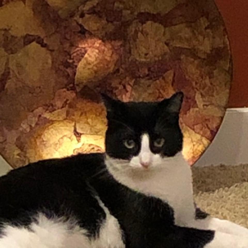 Enlarge Oreo, a Adoptable Domestic Short Hair in Inver Grove Heights, MN image 4/6
