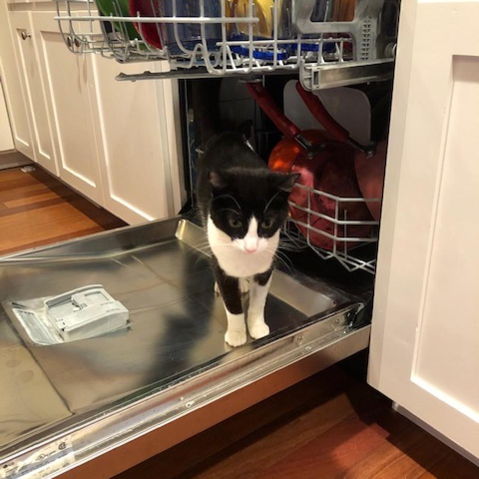 Enlarge Oreo, a Adoptable Domestic Short Hair in Inver Grove Heights, MN image 5/6