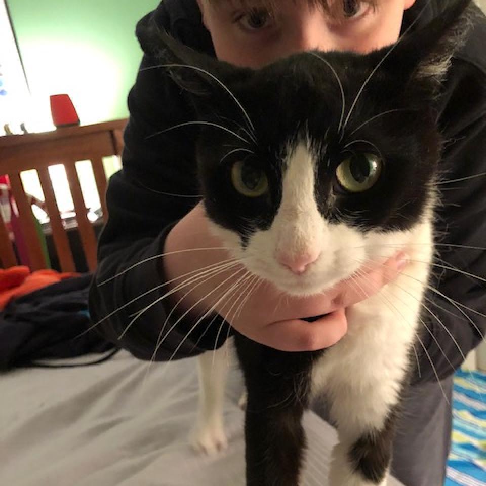 Enlarge Oreo, a Adoptable Domestic Short Hair in Inver Grove Heights, MN image 6/6