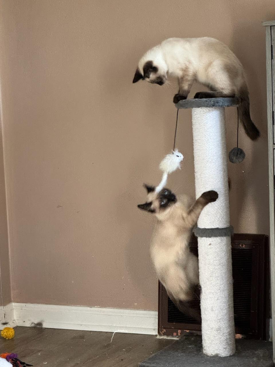 Sasha and Athena, an adopted mixed breed in Waterloo, IA image 2/4