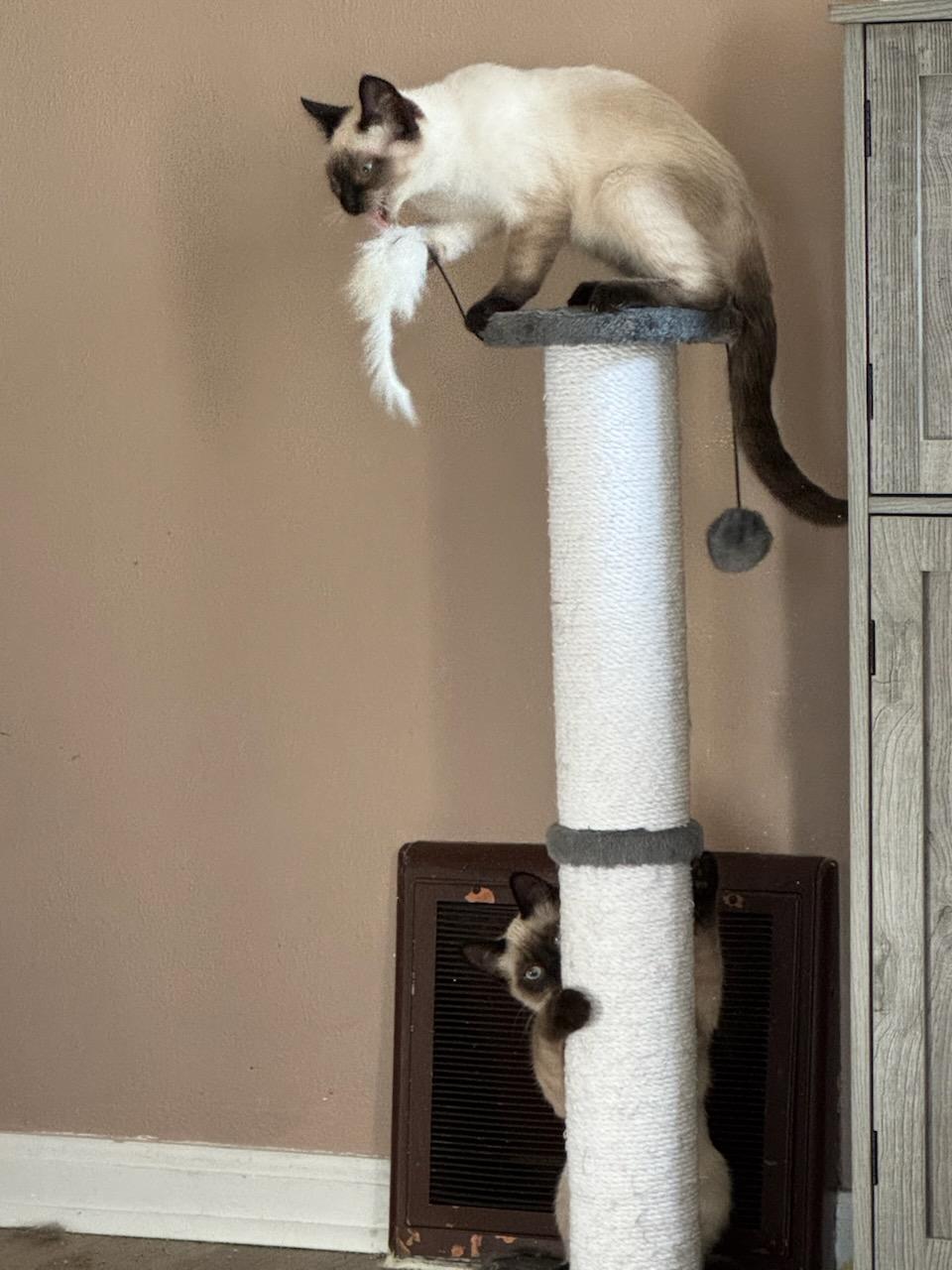 Sasha and Athena, an adopted mixed breed in Waterloo, IA image 4/4