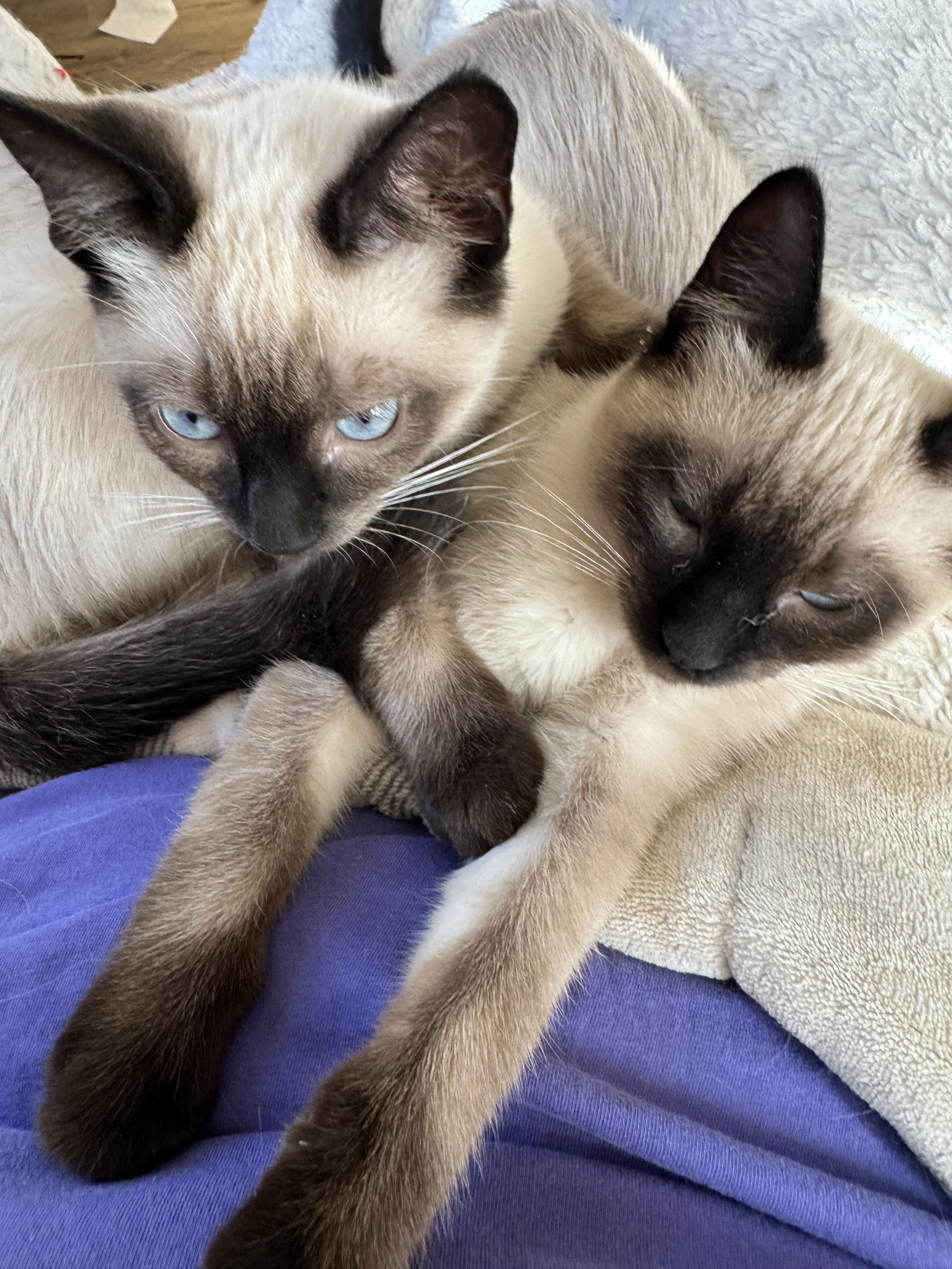 Sasha and Athena, an adopted mixed breed in Waterloo, IA image 1/4