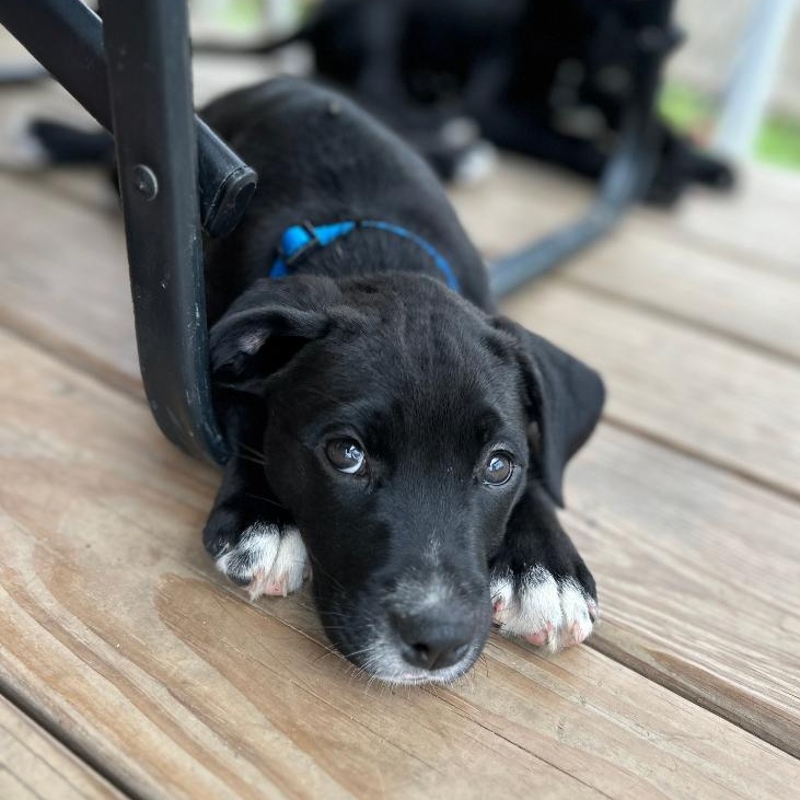 Sikoa George **PUPPY**