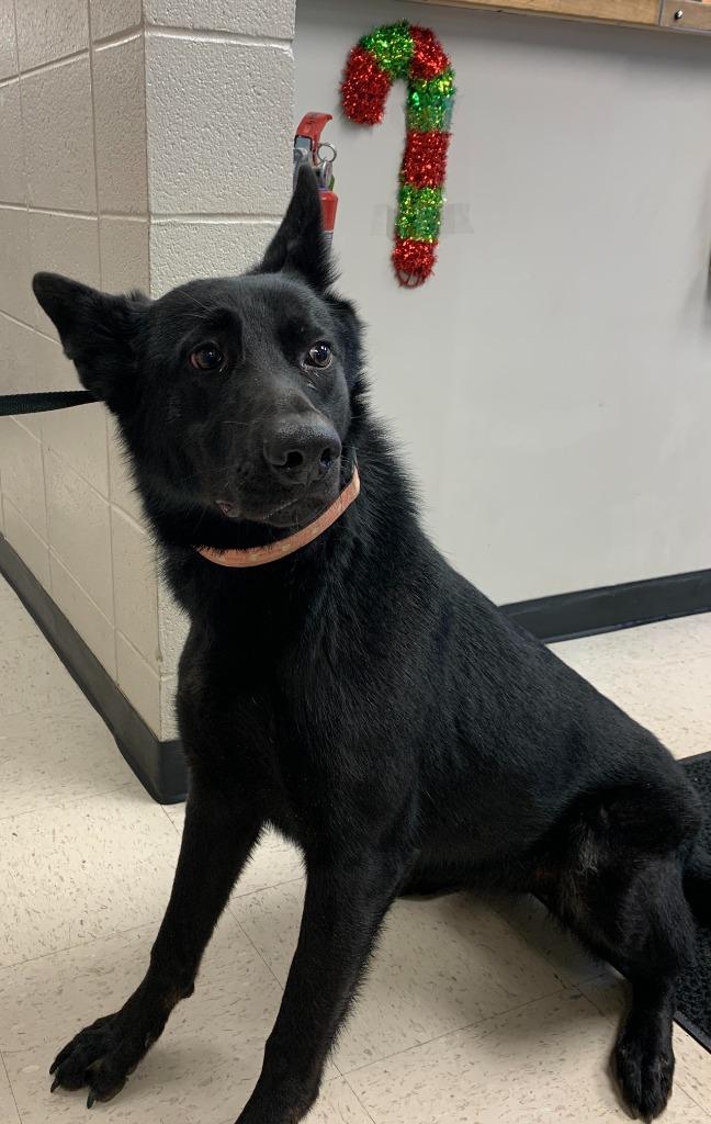 Enlarge Luna, a Adoptable German Shepherd Dog in Rock Springs, WY image 1/2