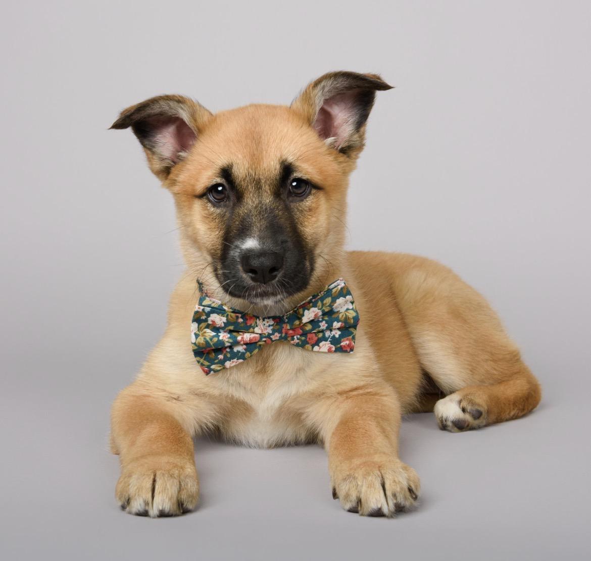 Maxine, ADOPTABLE, Puppy Female German Shepherd Dog & Siberian Husky.