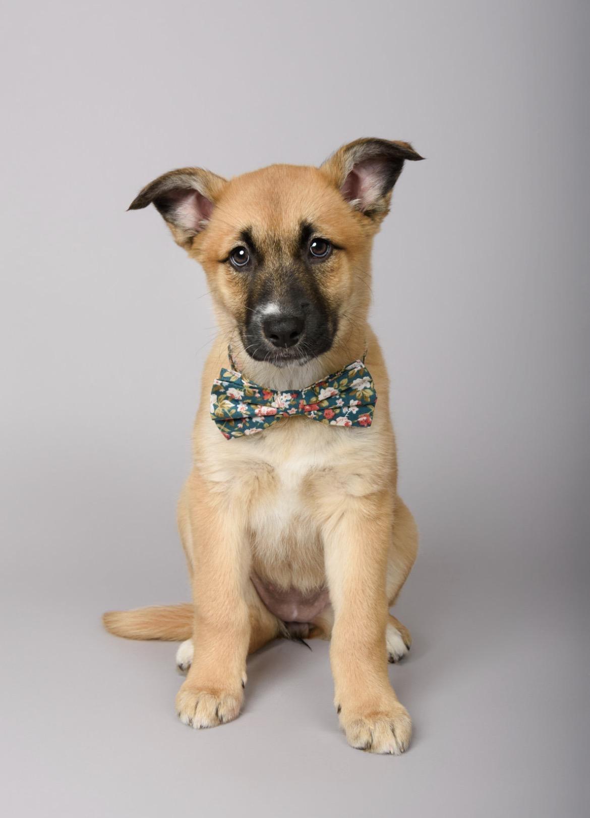 Enlarge Maxine, a ADOPTABLE mixed breed in Aliso Viejo, CA image 5/6