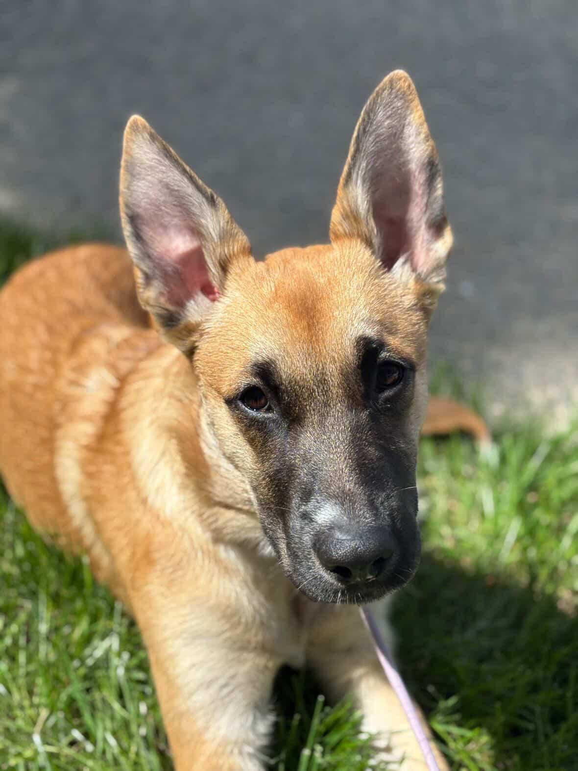 Maxine, ADOPTABLE, Puppy Female German Shepherd Dog & Siberian Husky.