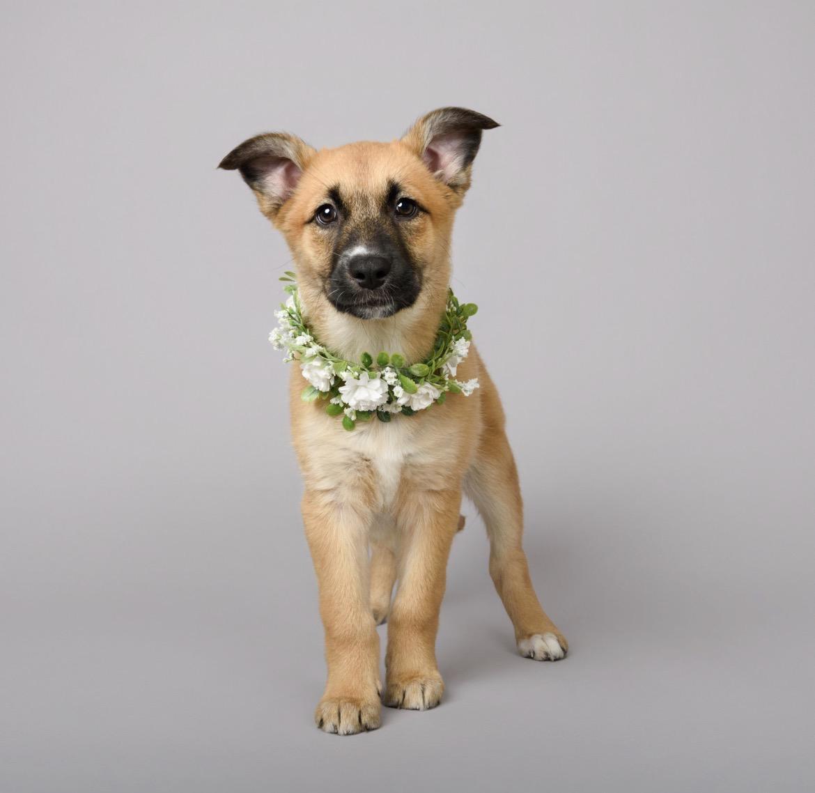 Enlarge Maxine, a ADOPTABLE mixed breed in Aliso Viejo, CA image 2/6