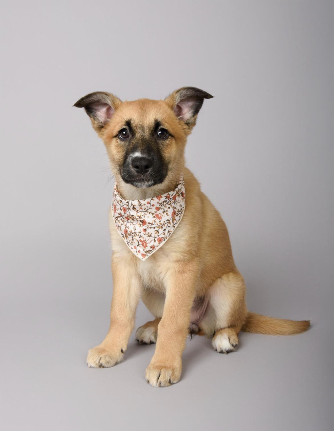 Enlarge Maxine, a ADOPTABLE mixed breed in Aliso Viejo, CA image 3/6