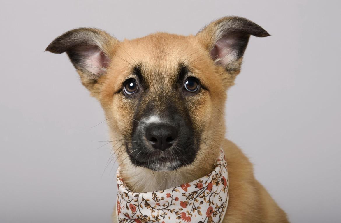 Enlarge Maxine, a ADOPTABLE mixed breed in Aliso Viejo, CA image 6/6