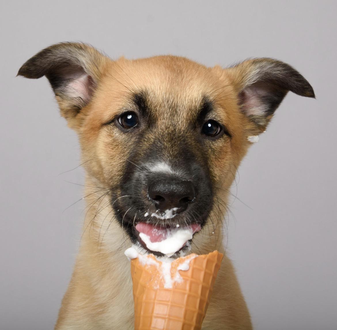 Enlarge Maxine, a ADOPTABLE mixed breed in Aliso Viejo, CA image 4/6