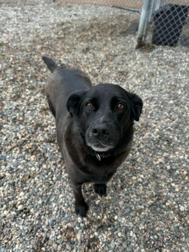 Letty, Adoptable, Senior Female Labrador Retriever.