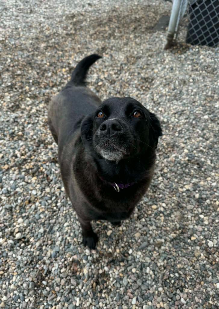 Enlarge Letty, a Adoptable Labrador Retriever in Grand Forks, ND image 2/4