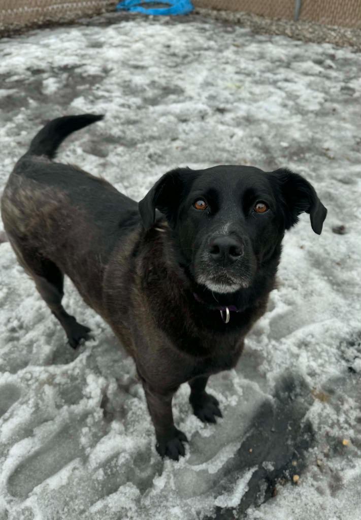 Enlarge Letty, a Adoptable Labrador Retriever in Grand Forks, ND image 3/4