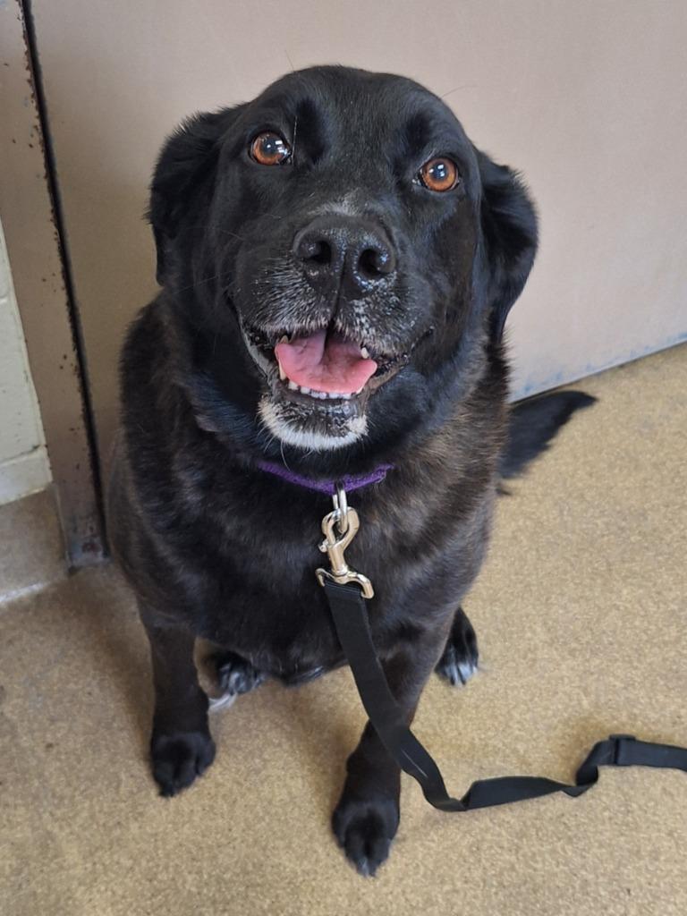 Enlarge Letty, a Adoptable Labrador Retriever in Grand Forks, ND image 4/4