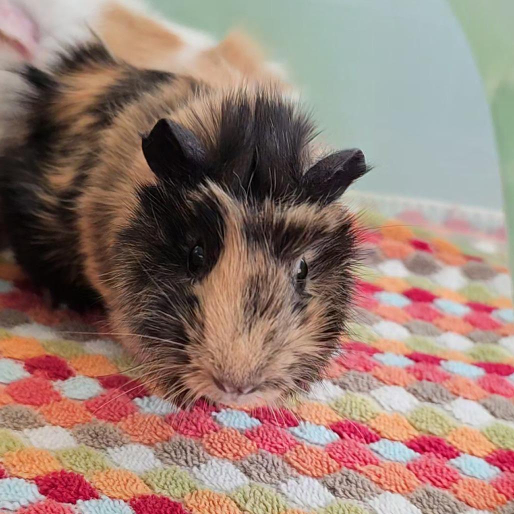 Alpaca, Adoptable, Baby Male Guinea Pig.