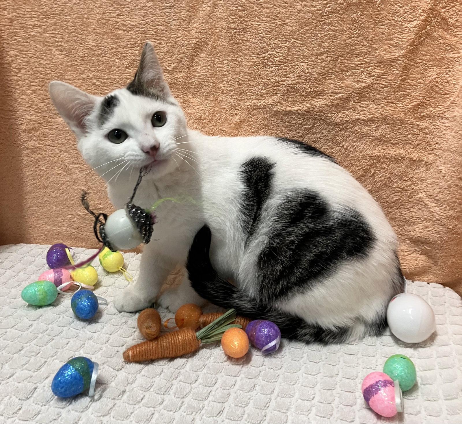 Enlarge Clancy, a Adopted mixed breed in Dublin, OH image 1/3