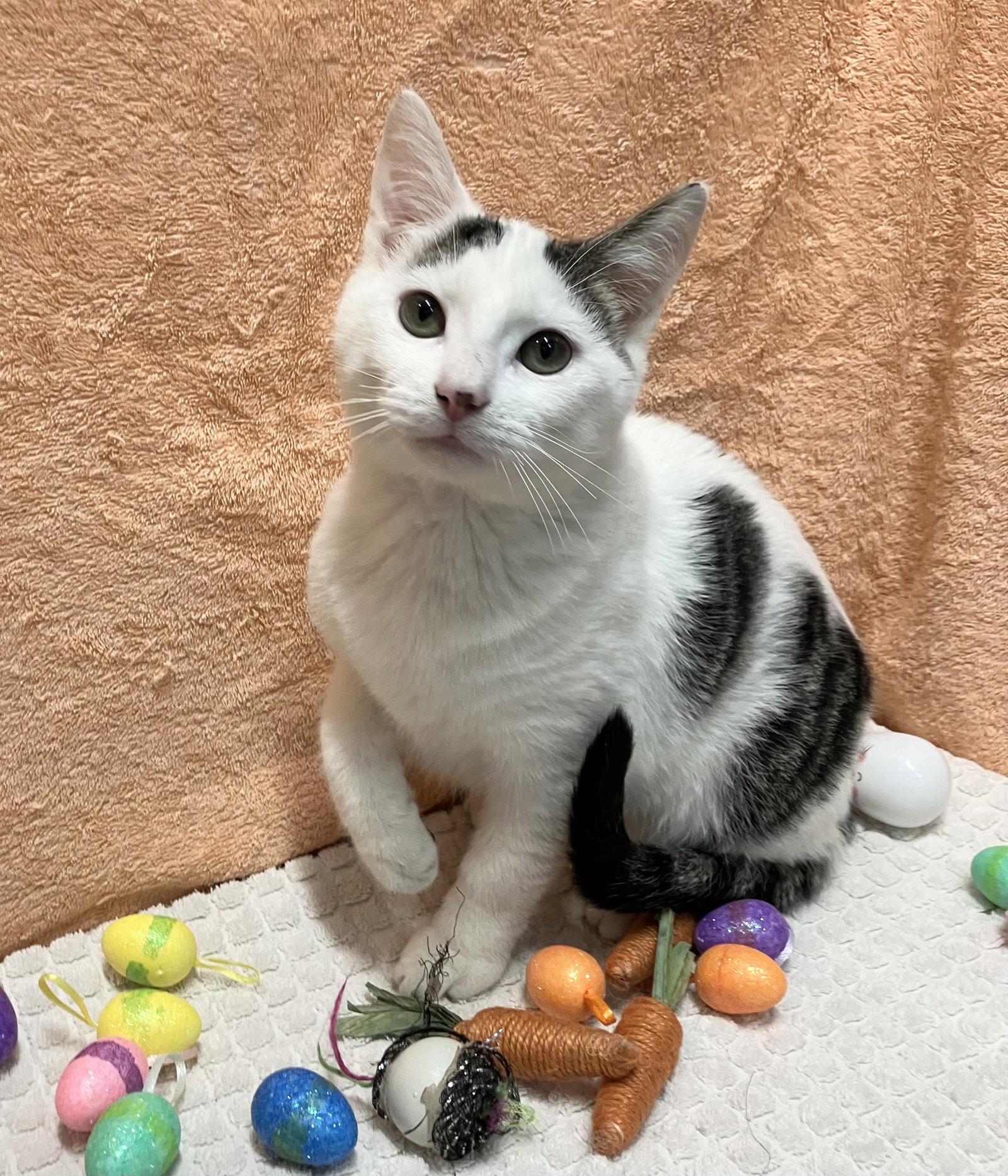 Enlarge Clancy, a Adopted mixed breed in Dublin, OH image 2/3