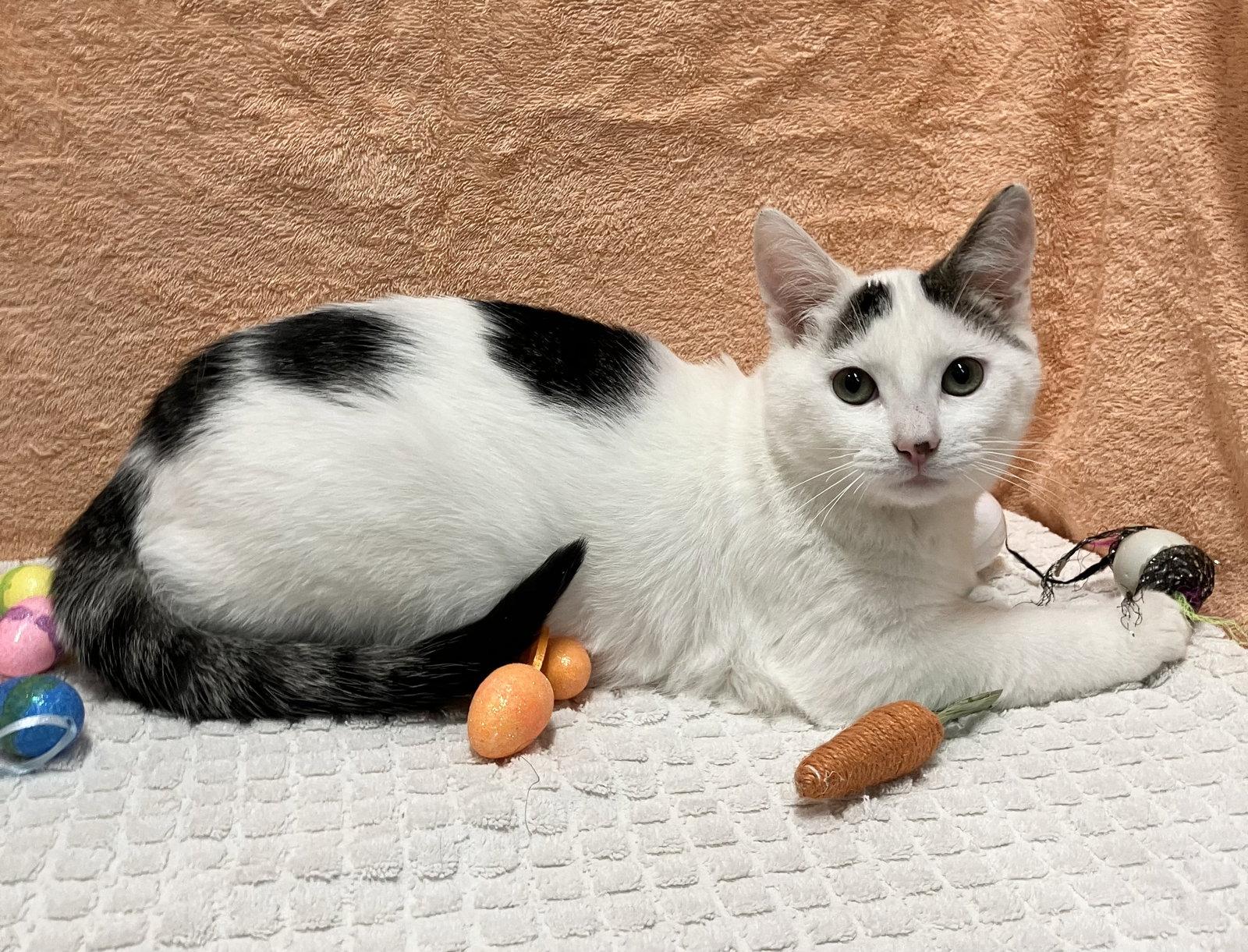 Enlarge Clancy, a Adopted mixed breed in Dublin, OH image 3/3