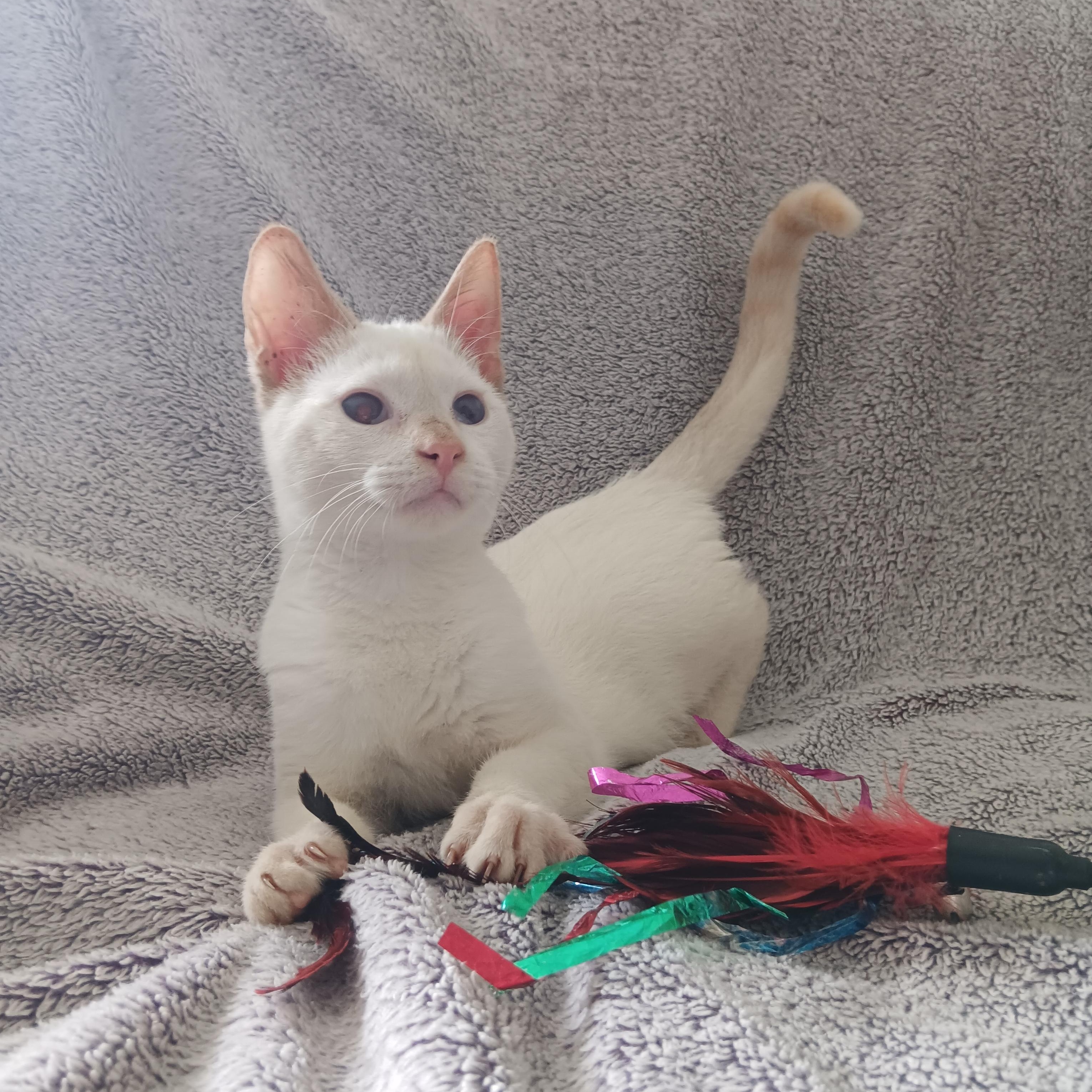 Opie, Adopted, Kitten Male Siamese.