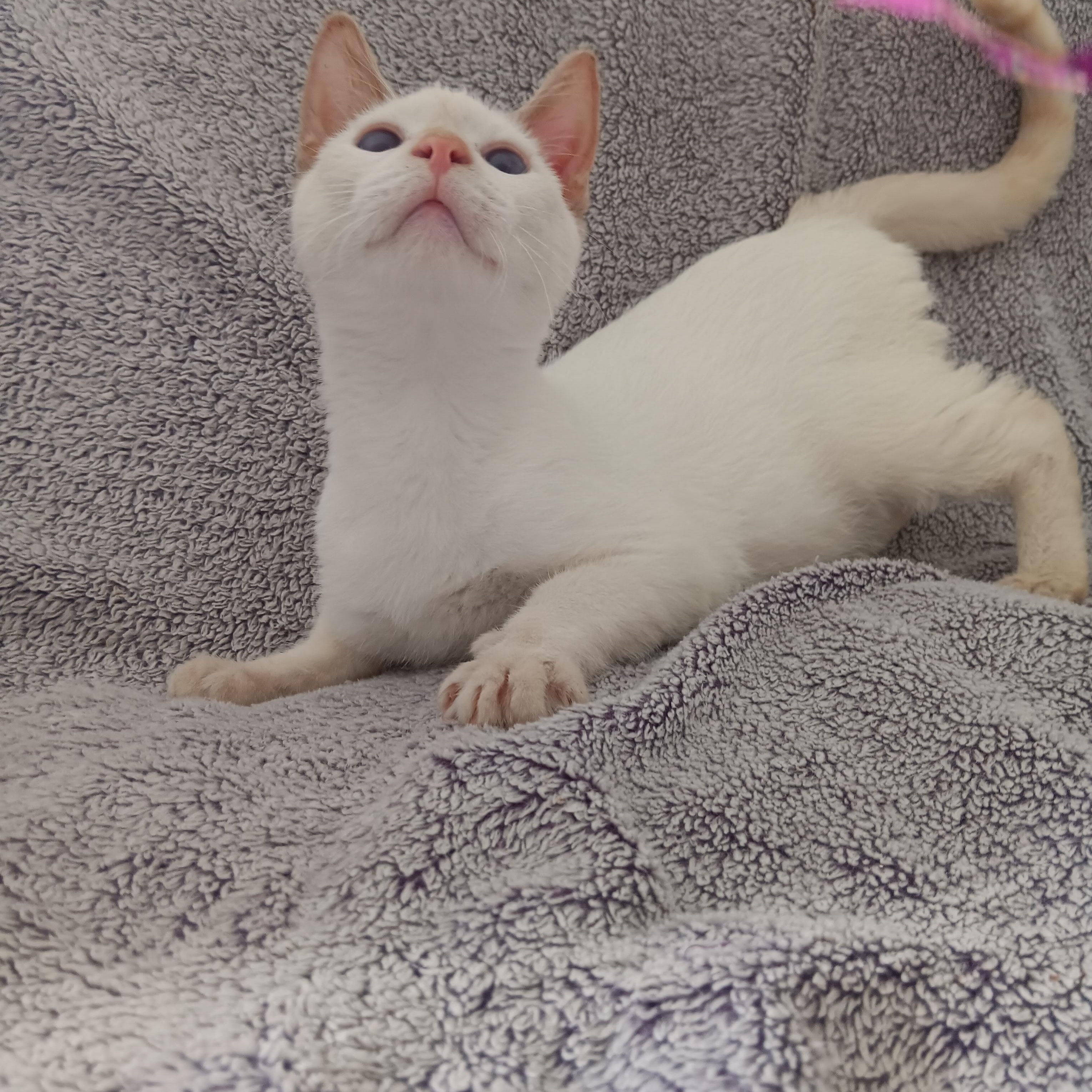 Enlarge Opie, a Adopted mixed breed in North East, MD image 4/4