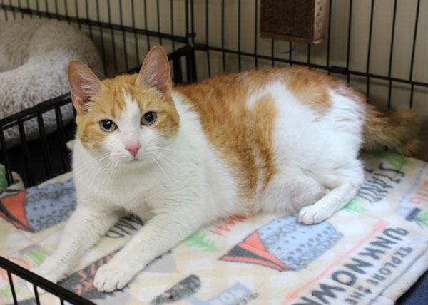 Enlarge Emmie, a ADOPTABLE Domestic Short Hair in Mansfield, MA image 1/2