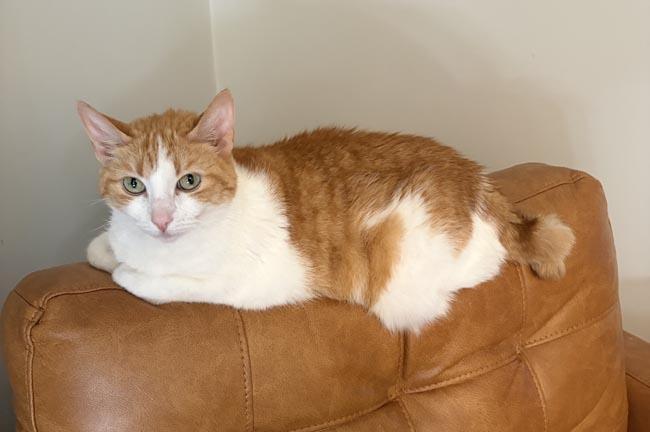 Emmie, adopted, Senior Female Domestic Short Hair.