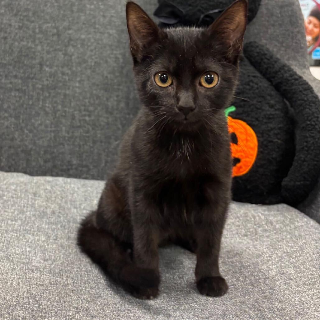 Enlarge Furiosa, a Adoptable Domestic Short Hair in Shakopee, MN image 1/1