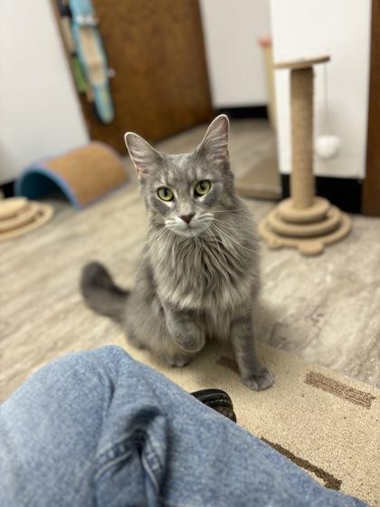 Candy Land, Adoptable, Adult Female Domestic Long Hair & Domestic Short Hair.