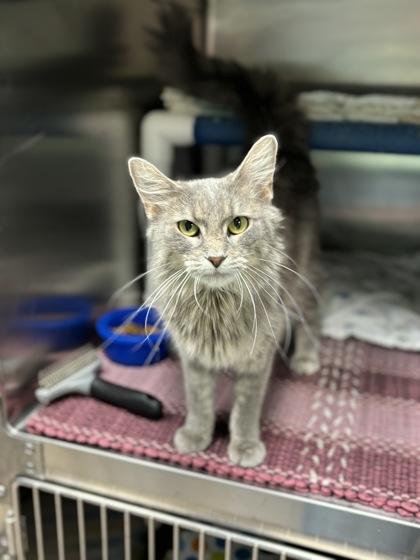 Enlarge Candy Land, a Adoptable mixed breed in Fergus Falls, MN image 1/2