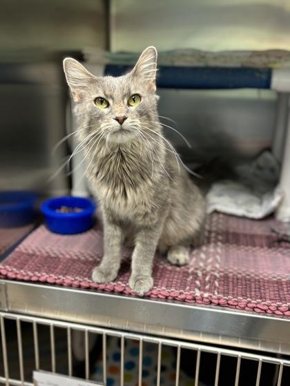 Enlarge Candy Land, a Adoptable mixed breed in Fergus Falls, MN image 2/2