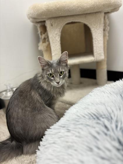 Candy Land, Adoptable, Adult Female Domestic Long Hair & Domestic Short Hair.