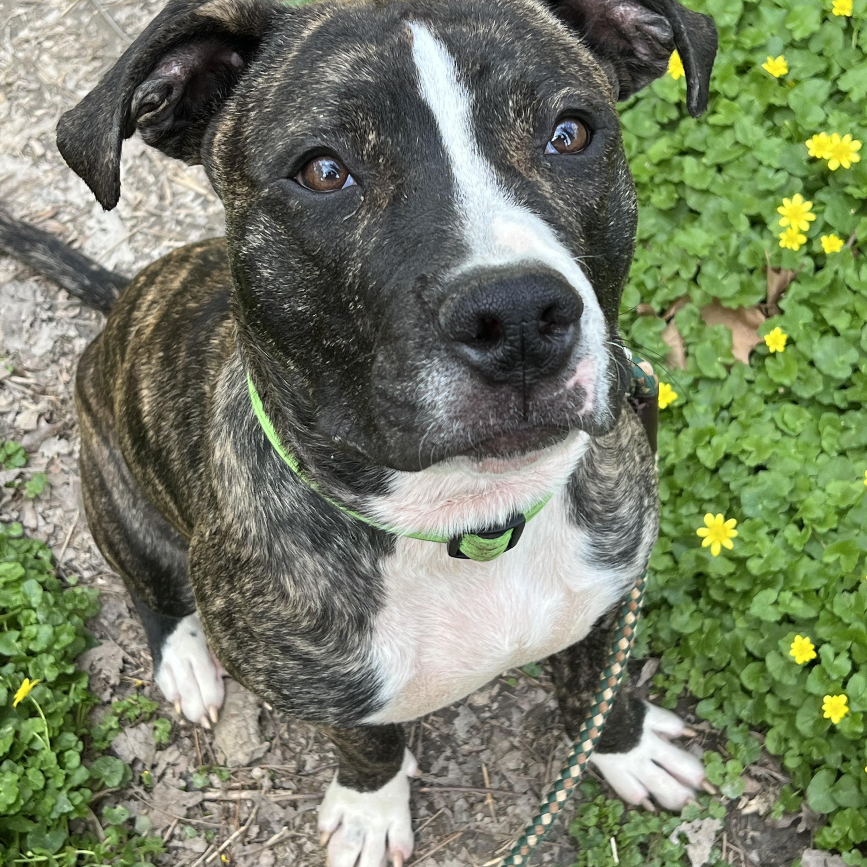 Enlarge Edison , a Adoptable Pit Bull Terrier in Columbia, MD image 5/6