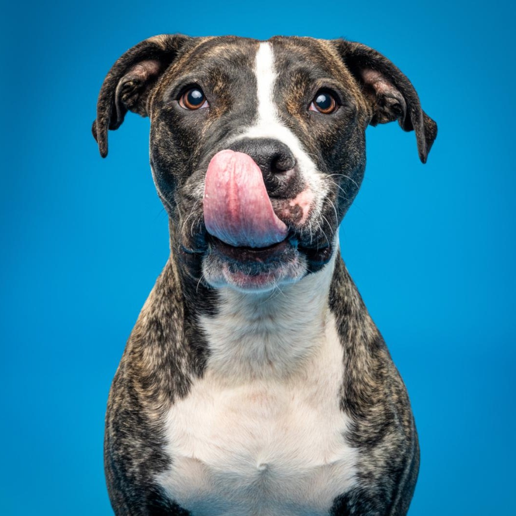 Enlarge Edison , a Adoptable Pit Bull Terrier in Columbia, MD image 6/6