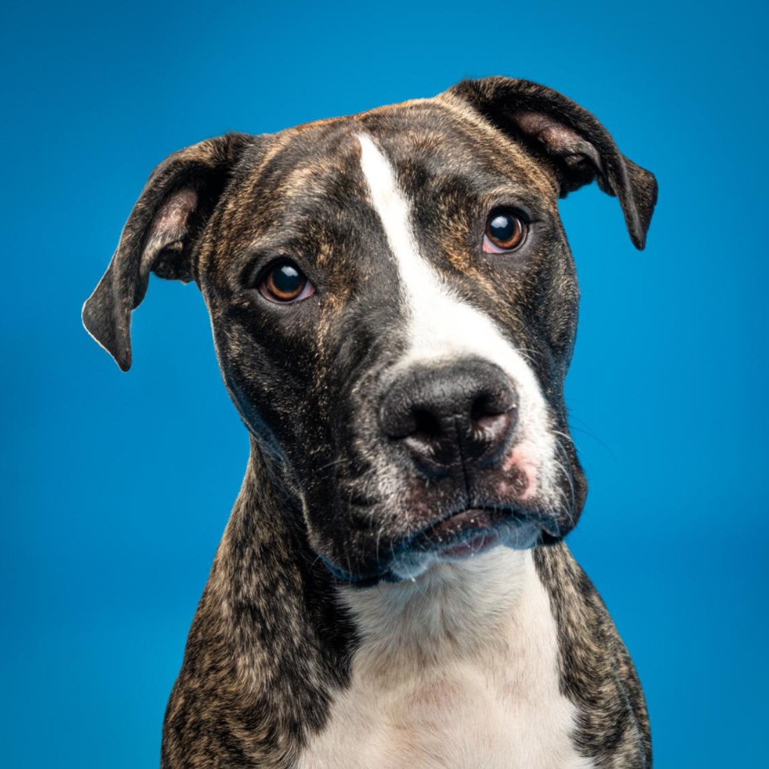 Enlarge Edison , a Adoptable Pit Bull Terrier in Columbia, MD image 3/6