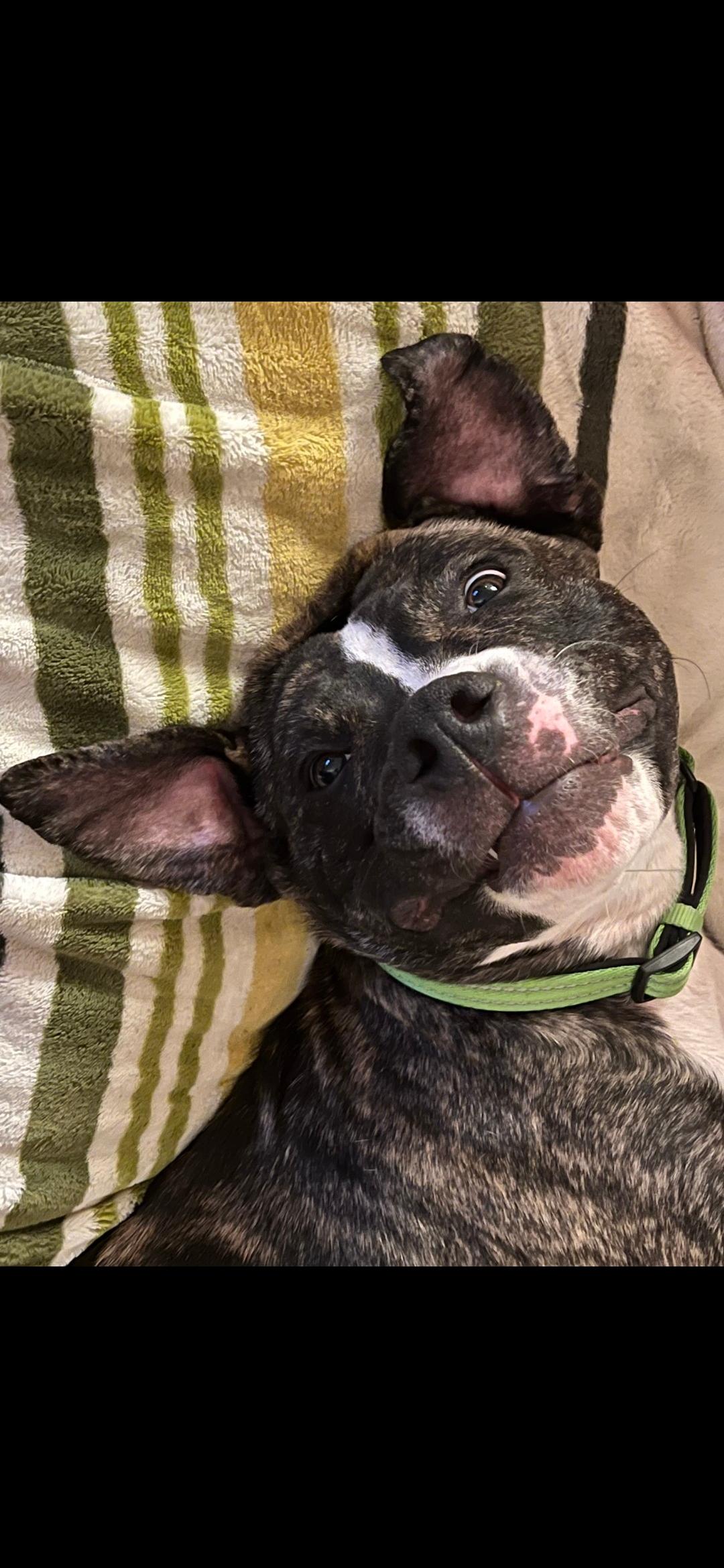 Enlarge Edison , a Adoptable Pit Bull Terrier in Columbia, MD image 4/6