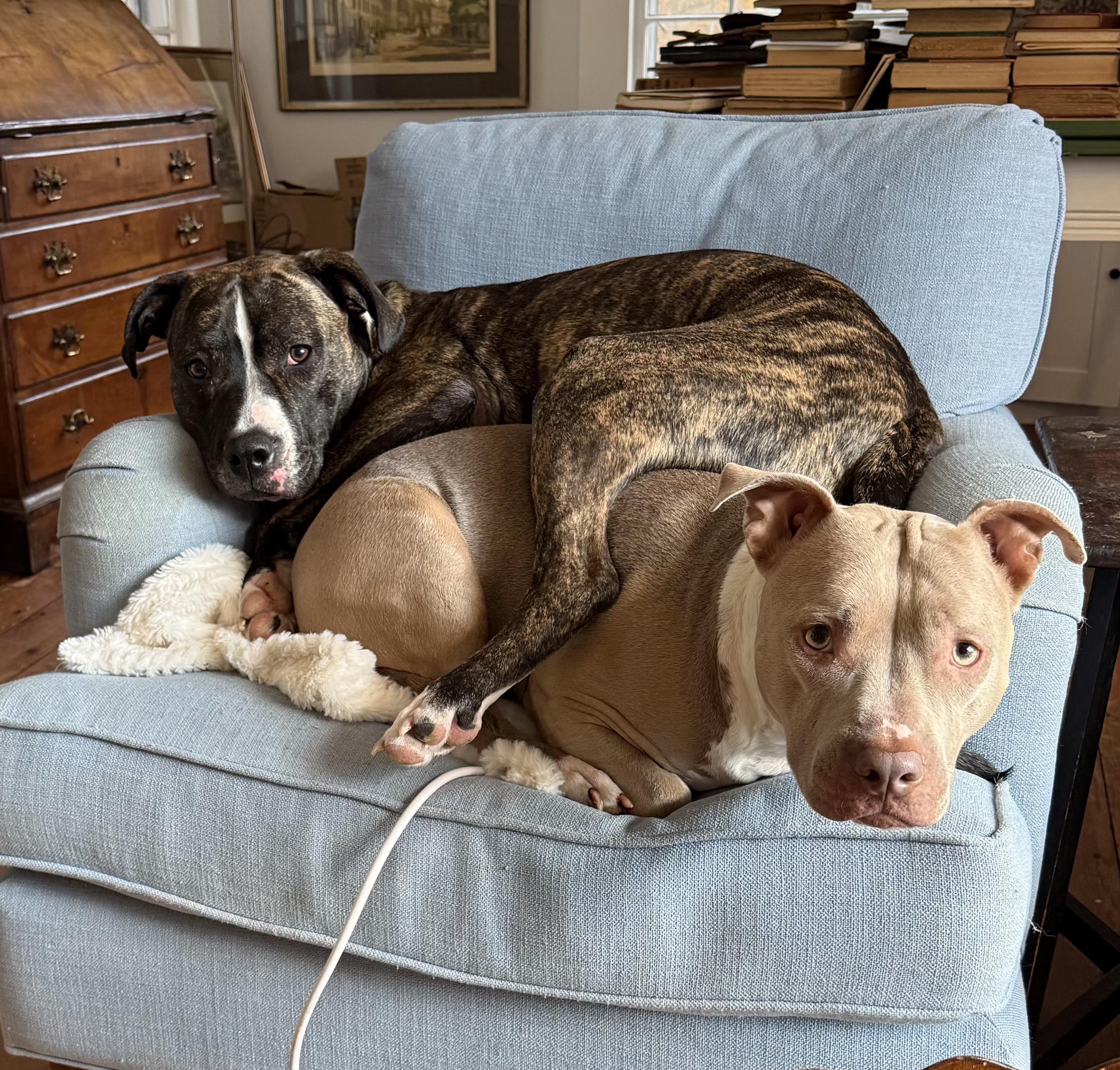 Enlarge Edison , a Adoptable Pit Bull Terrier in Columbia, MD image 2/6