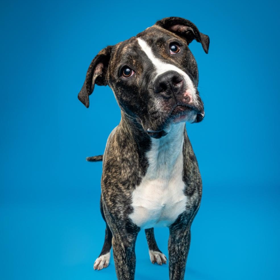 Enlarge Edison , a Adoptable Pit Bull Terrier in Columbia, MD image 1/6