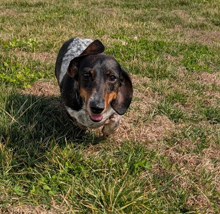 Enlarge Rudy in NC (Yes, I'm a girl.), a ADOPTABLE Dachshund in Shelbyville, TN image 2/5