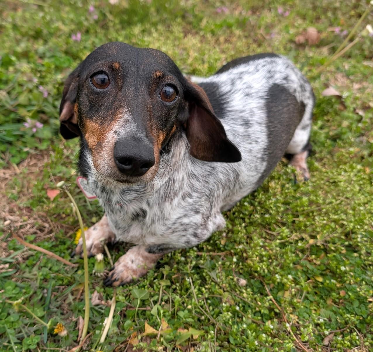 Enlarge Rudy in NC (Yes, I'm a girl.), a ADOPTABLE Dachshund in Shelbyville, TN image 1/5