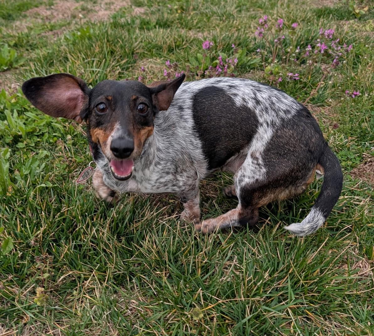Enlarge Rudy in NC (Yes, I'm a girl.), a ADOPTABLE Dachshund in Shelbyville, TN image 4/5