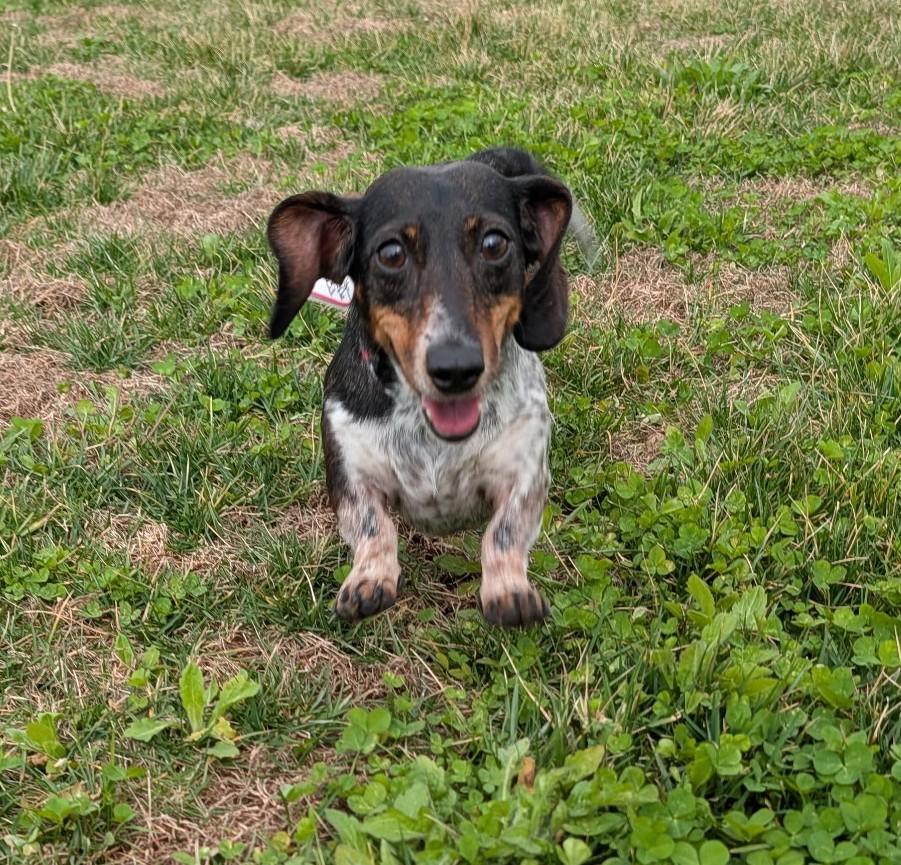 Enlarge Rudy in NC (Yes, I'm a girl.), a ADOPTABLE Dachshund in Shelbyville, TN image 3/5