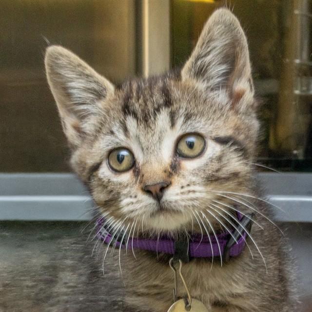 Enlarge CHESHIRE, a Adoptable Domestic Short Hair in St. Louis, MO image 1/1