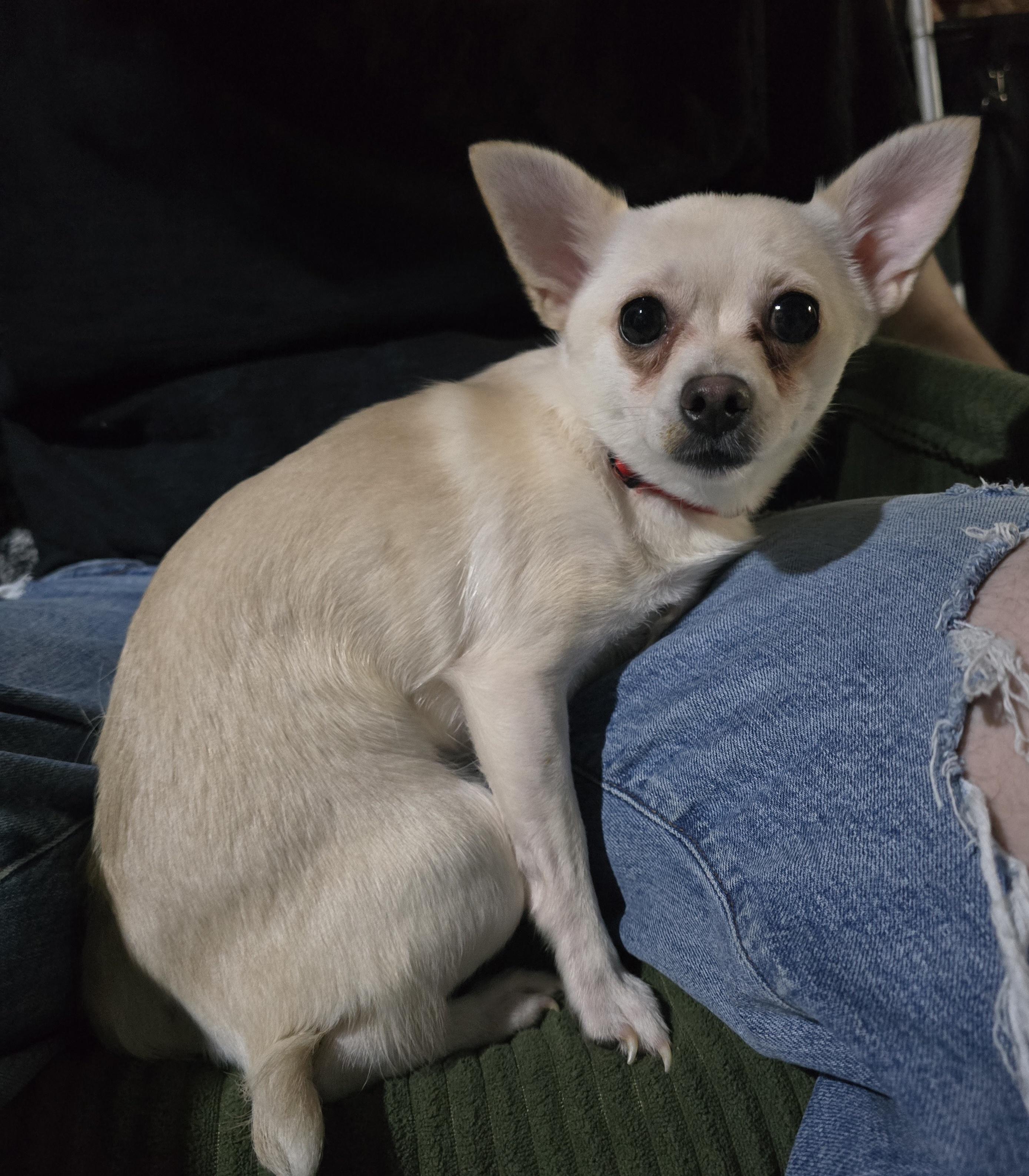 Sugar, adopted, Young Female Chihuahua & Pomeranian.
