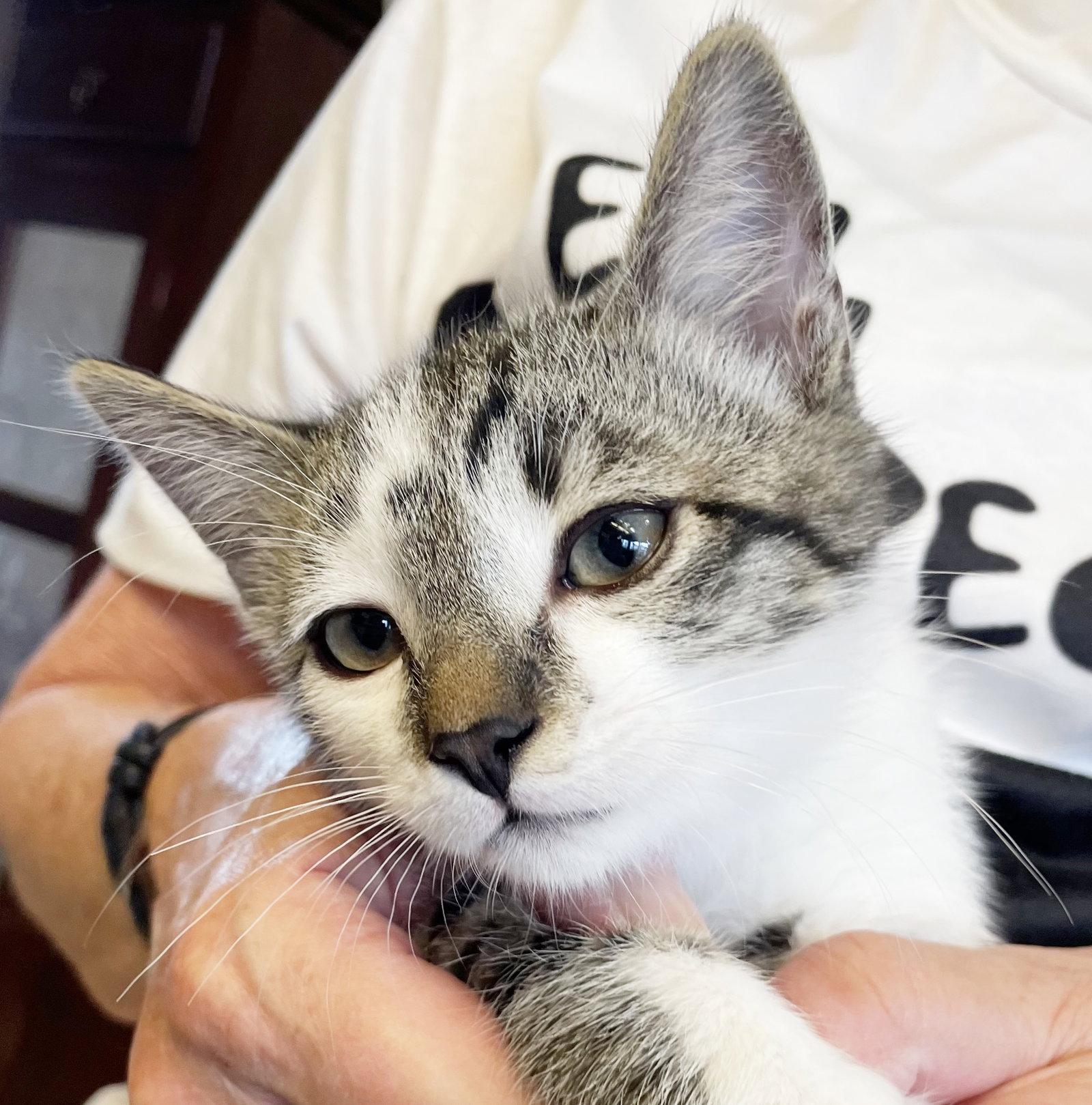 Enlarge Stormy, a Adoptable Tabby in Alameda, CA image 1/3