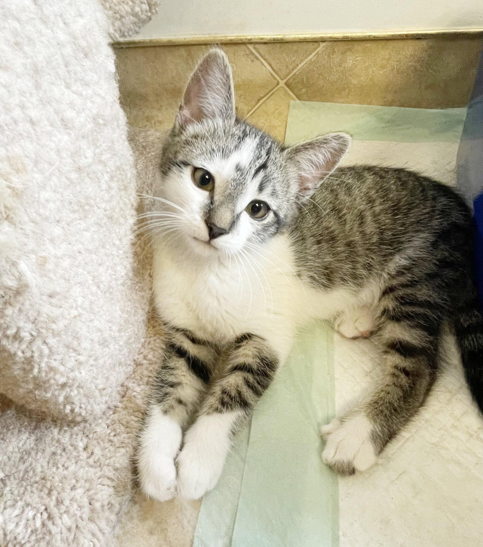 Enlarge Stormy, a Adoptable Tabby in Alameda, CA image 2/3